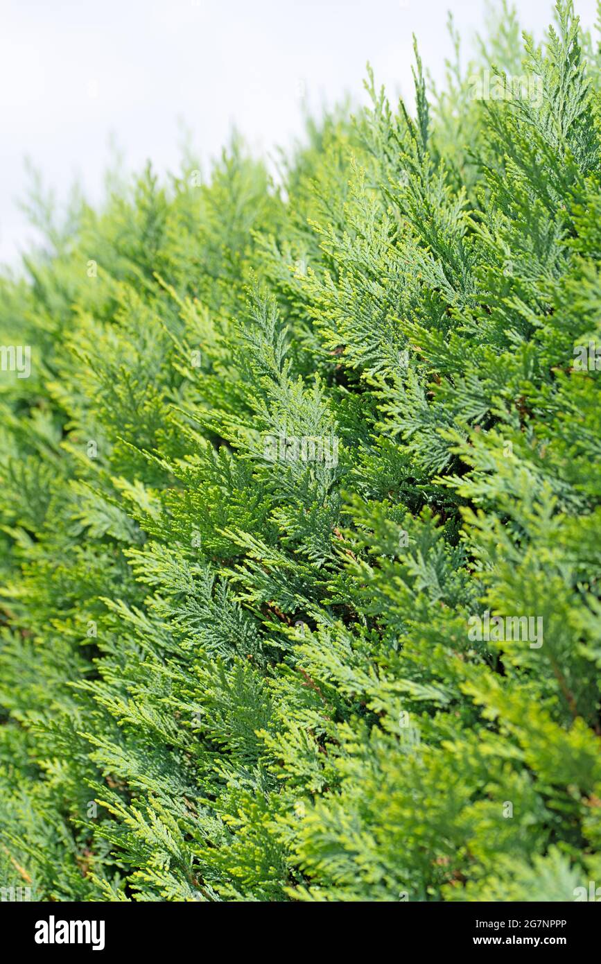 Lawson's false cypress, hedge, Chamaecyparis lawsoniana Stock Photo
