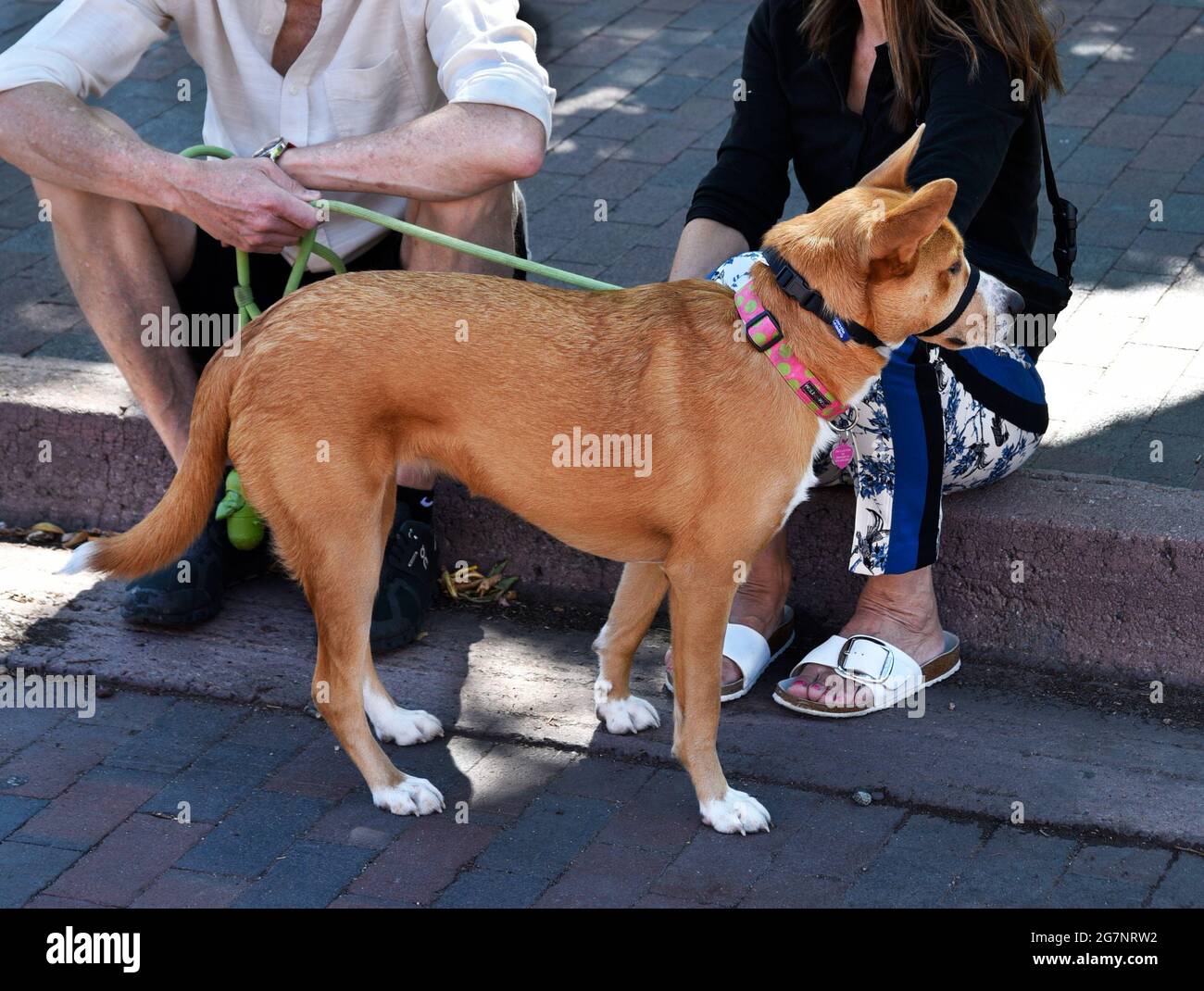 Tourists traveling with their pet dog relax by sitting in the shade on a curb in Santa Fe, New Mexico. Stock Photo