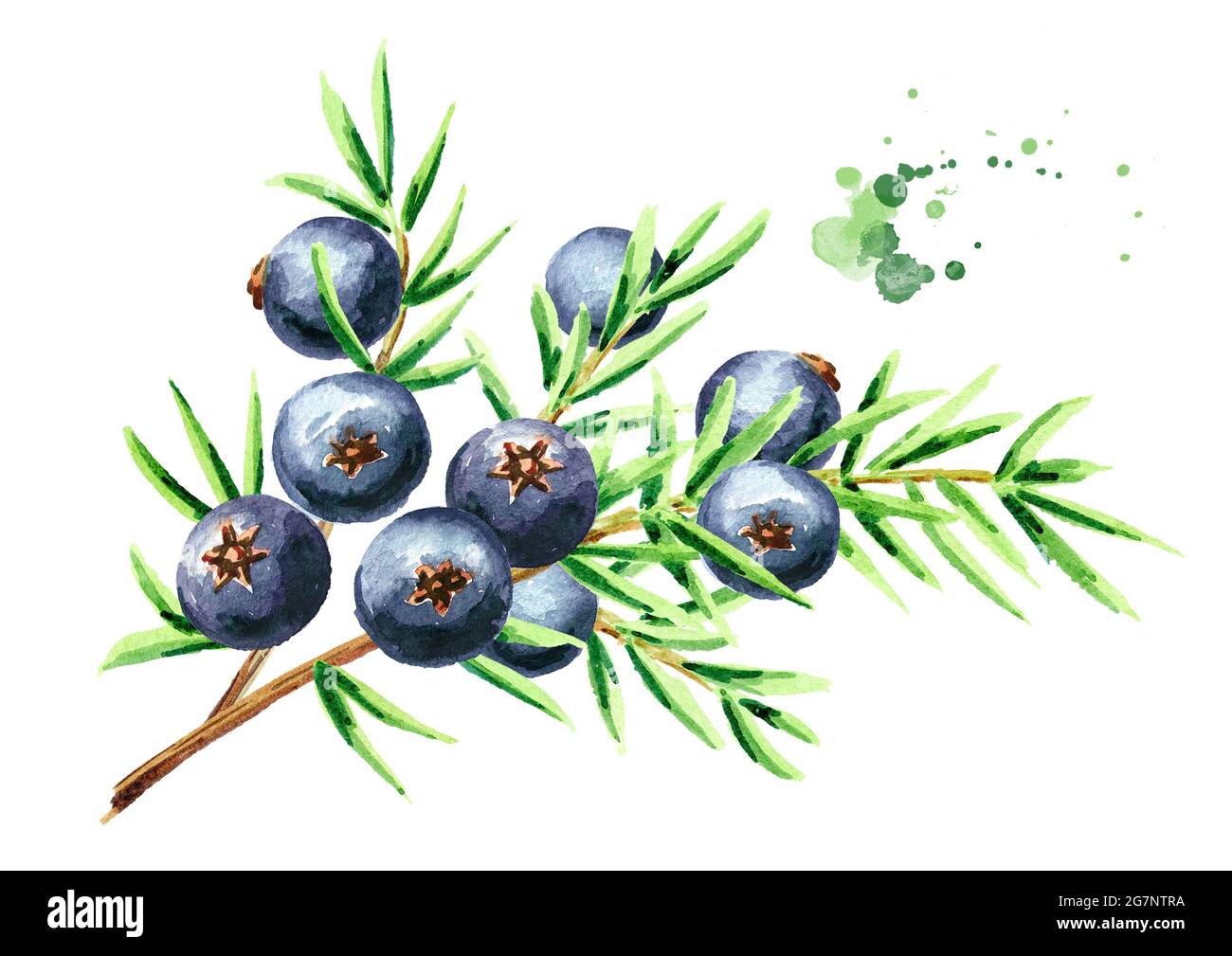 Juniper branch with berries. Watercolor hand drawn illustration ...
