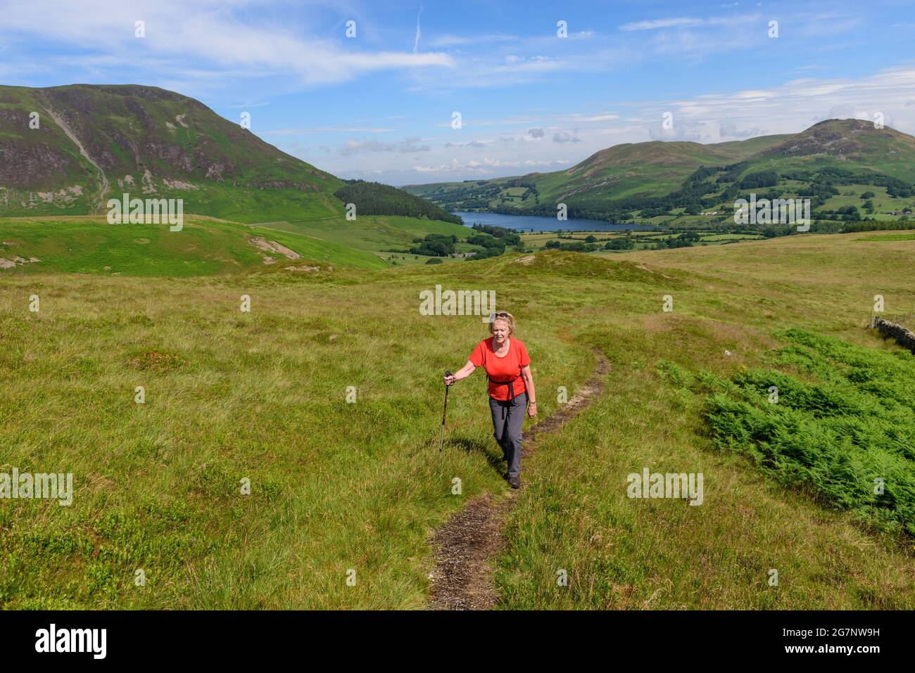 Climbing Hen Comb from Loweswater in North West Cumbria Stock Photo