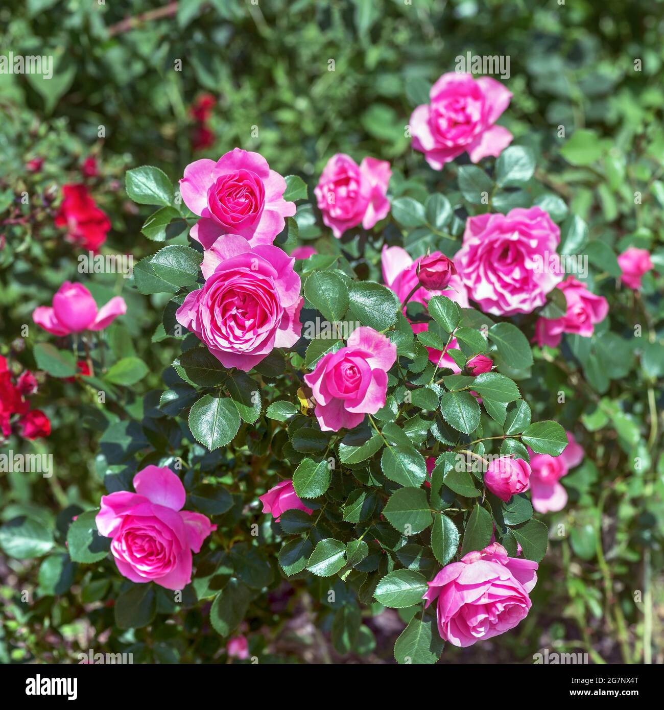 Standard rose 'Fiesta' - flowers are densely double, large (6-8 cm in diameter), slightly fragrant and painted in a deep pink or terracotta color. Stock Photo