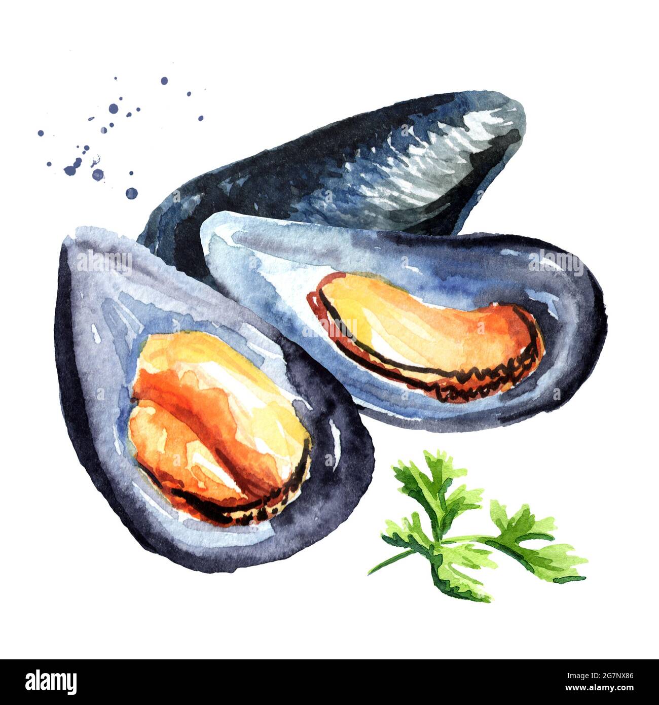 Mussels, seafood. Watercolor hand drawn illustration, isolated on white