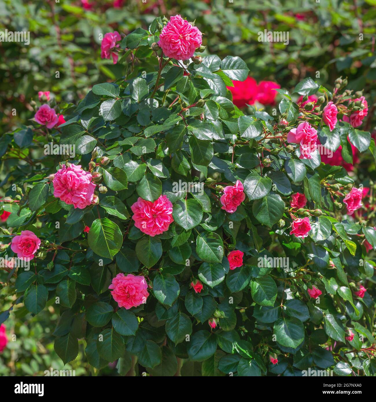Rose "William Shakespeare" is a truly magnificent variety with delightful  flowers of a bright velvet red color Stock Photo - Alamy
