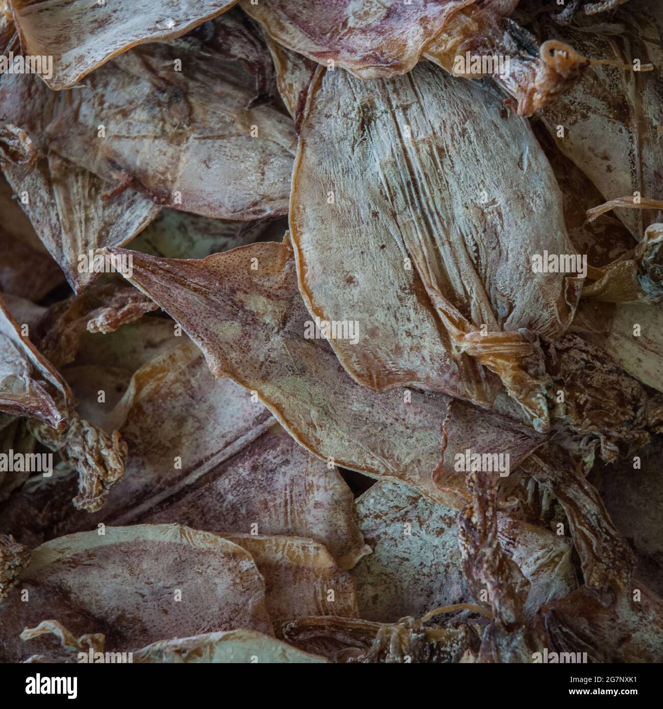 Dry Squid Shell Vertical shot of dried squids texture Stock Photo - Alamy