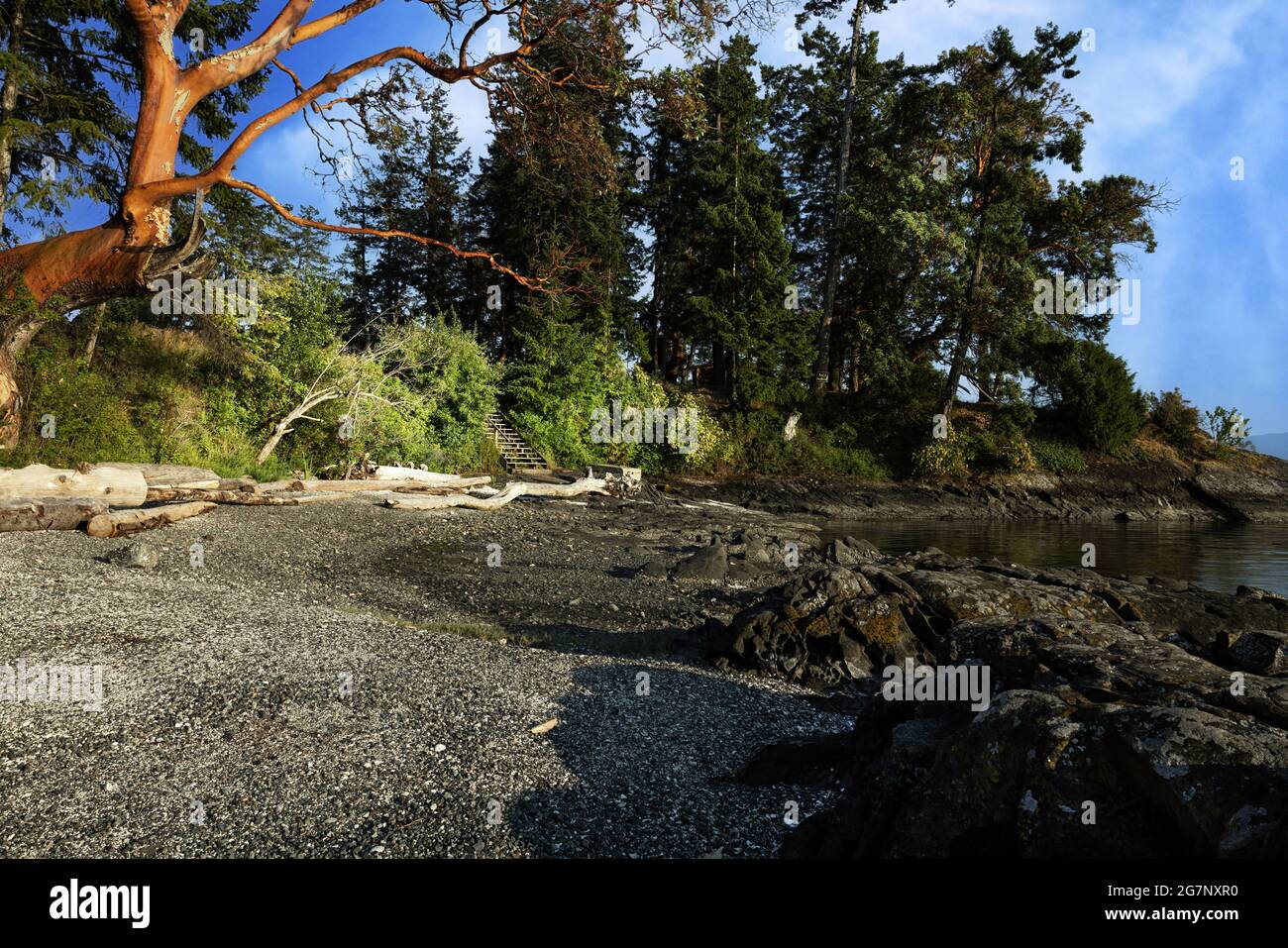 Vertical shot of various trees at a shore rocky shore Stock Photo - Alamy