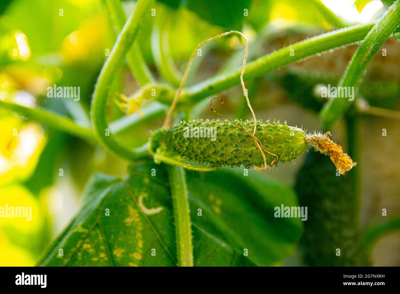 Under Ripe Caccuma Green cucumber ripening on a branch. Cucumbers grow in the garden bed ...