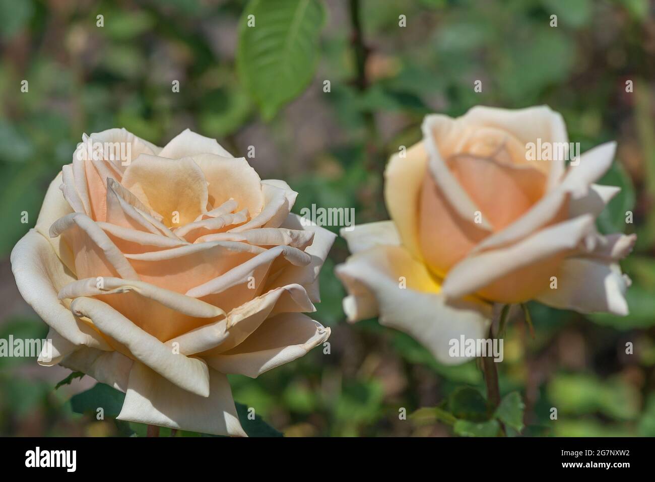 Hybrid tea rose 