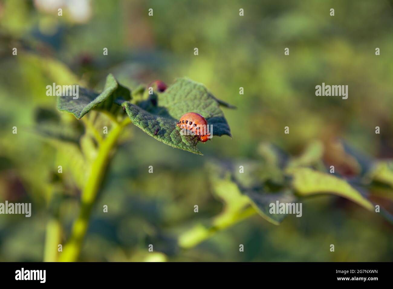 The Colorado potato beetle eats potato leaves. Agricultural insect pest ...