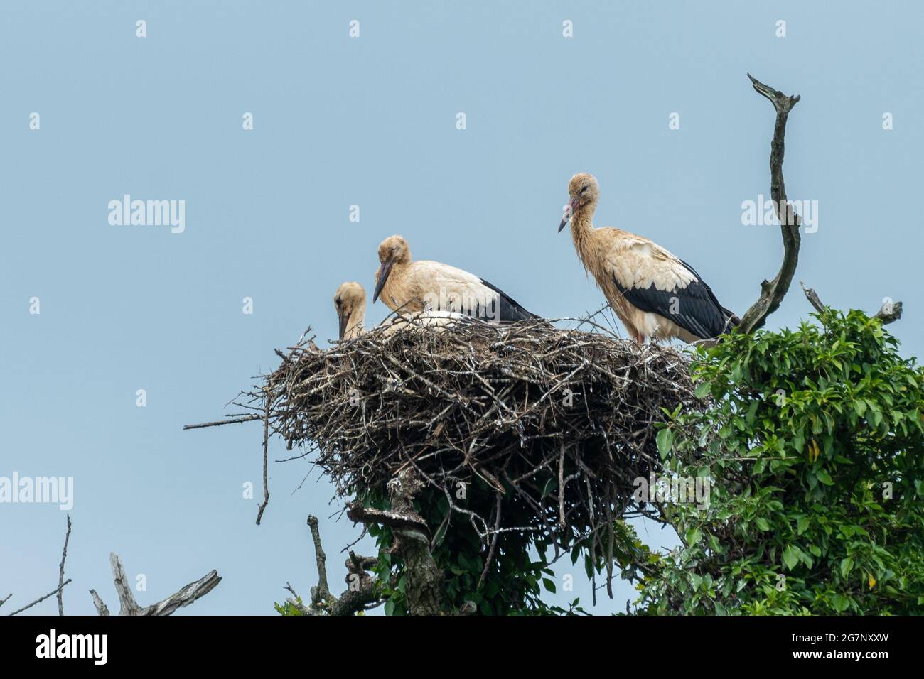 White stork nest with chicks at Knepp Estate Wildland. The storks are part of a successful reintroduction project at the pioneering rewilding site, UK Stock Photo