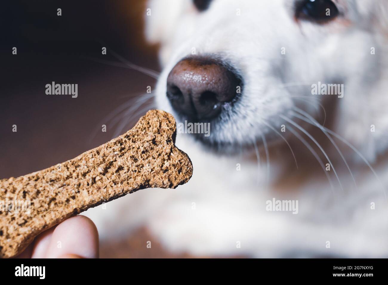 White dog asking for a pet cookie. Pet food. Pet nutrition Stock Photo