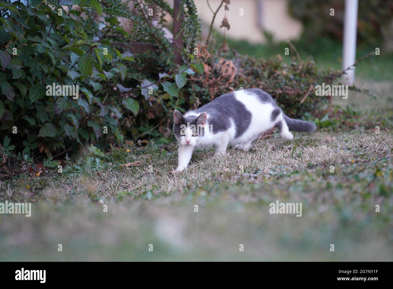Cute black and white cat walking in a garden Stock Photo - Alamy