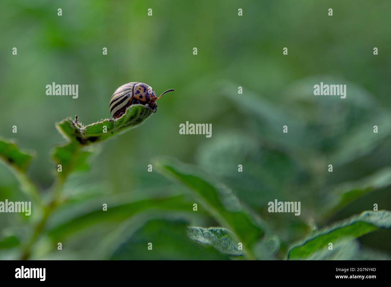 The Colorado potato beetle eats potato leaves. Agricultural insect pest ...