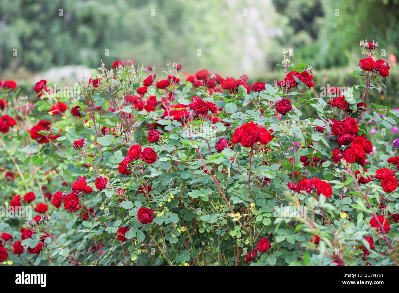 Floribunda rose 'Nina Weibul' - oval buds, crimson flowers, cup-shaped, up to 6 cm in diameter, full (39-47 petals), odorless, collected in infloresce Stock Photo