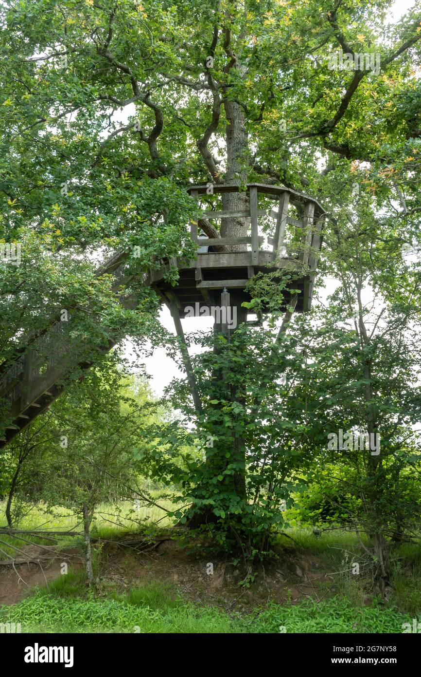 Wooden viewing platform in a mature oak tree providing views of the Knepp Estate Wildland, a rewilding site in West Sussex, England, UK Stock Photo