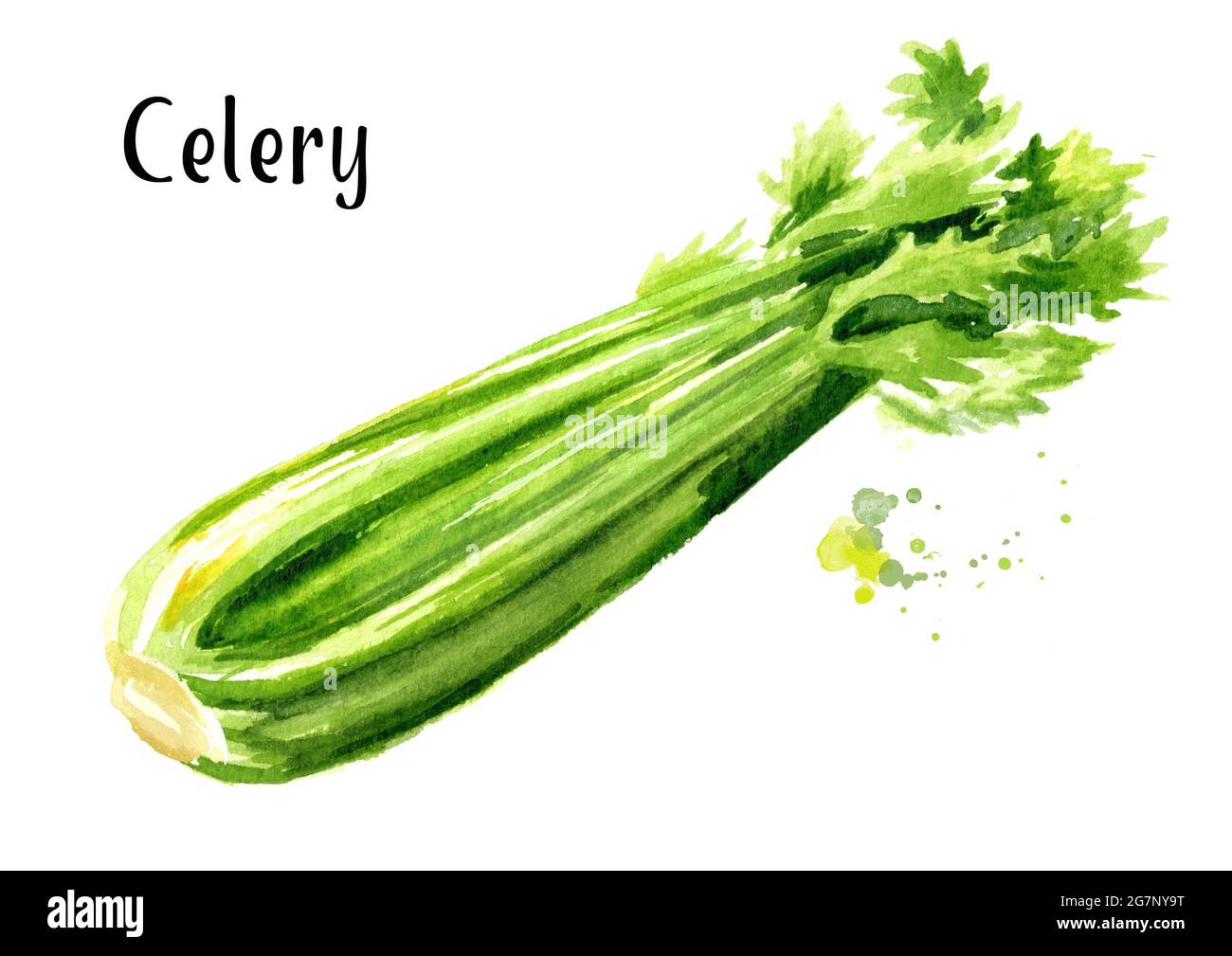 Fresh green celery. Watercolor hand drawn illustration isolated on