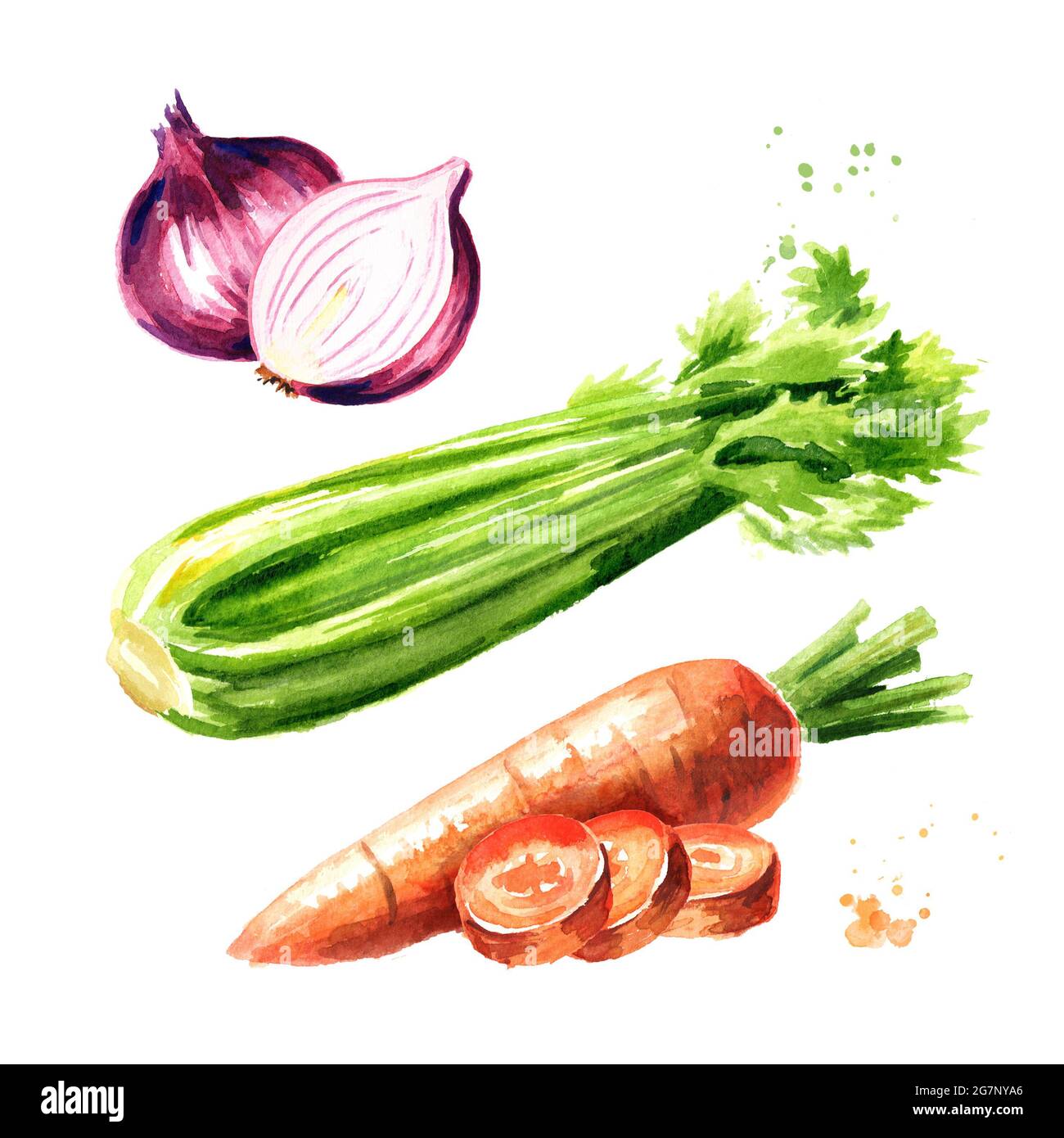 Onions, celery and carrots set. Soffritto or Mirepoix. Watercolor hand drawn illustration