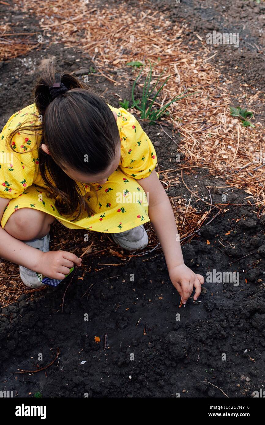 top view of the back a girl in a yellow dress is squatting and planting vegetable seeds in the black earth soil Stock Photo