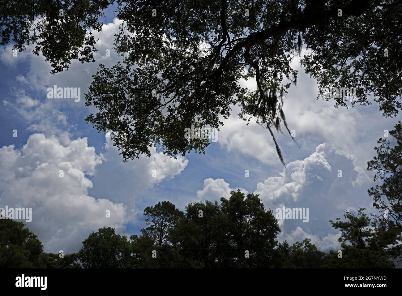 Trees silhouetted against clouds in North Central Florida Stock Photo ...