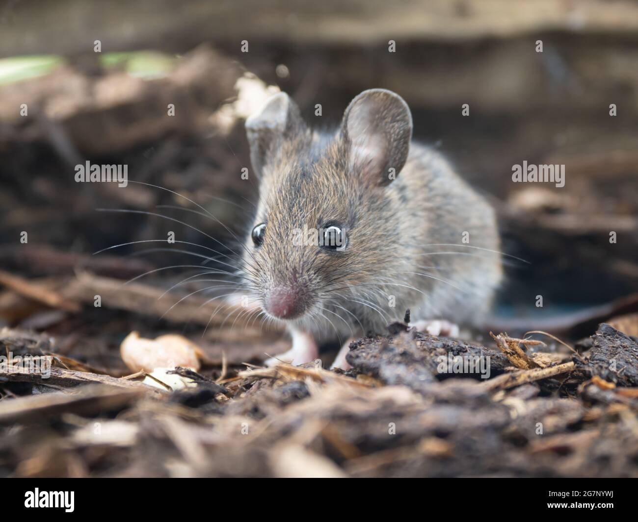 Wood Mouse (Apodemus sylvaticus) Stock Photo