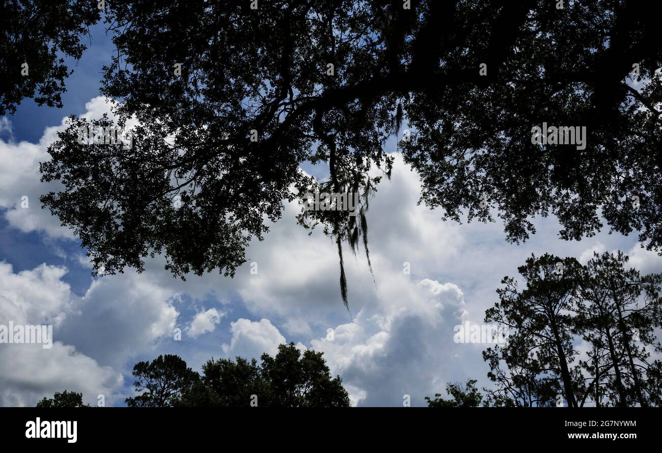 Trees silhouetted against clouds in North Central Florida Stock Photo ...