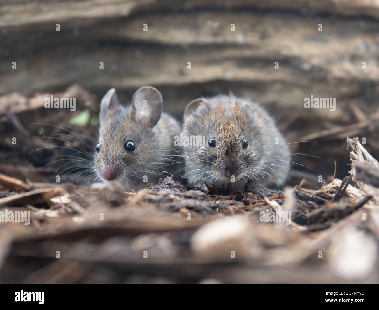 Wood Mouse (Apodemus sylvaticus) and Bank Vole (Myodes glareolus