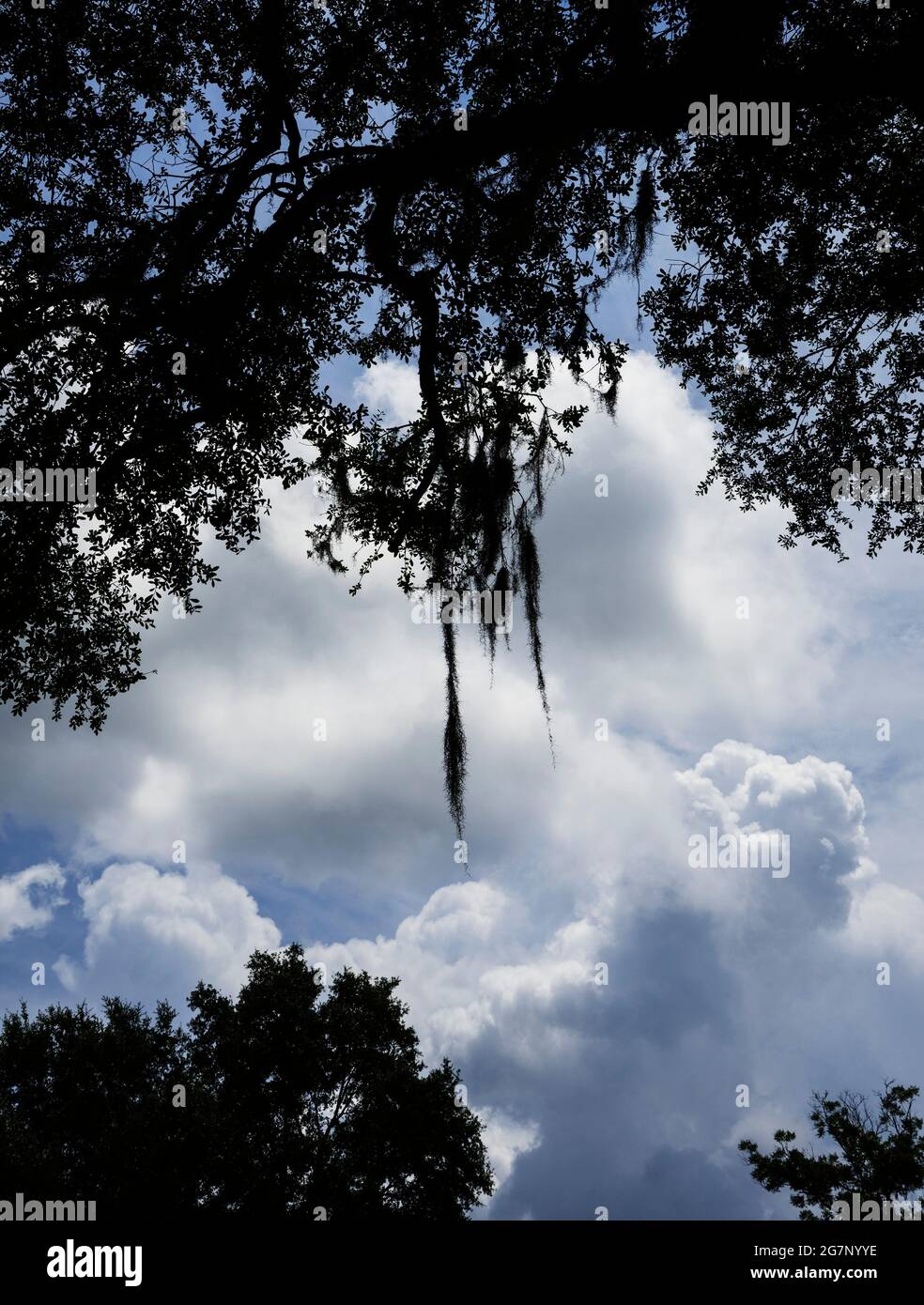Trees silhouetted against clouds in North Central Florida Stock Photo ...