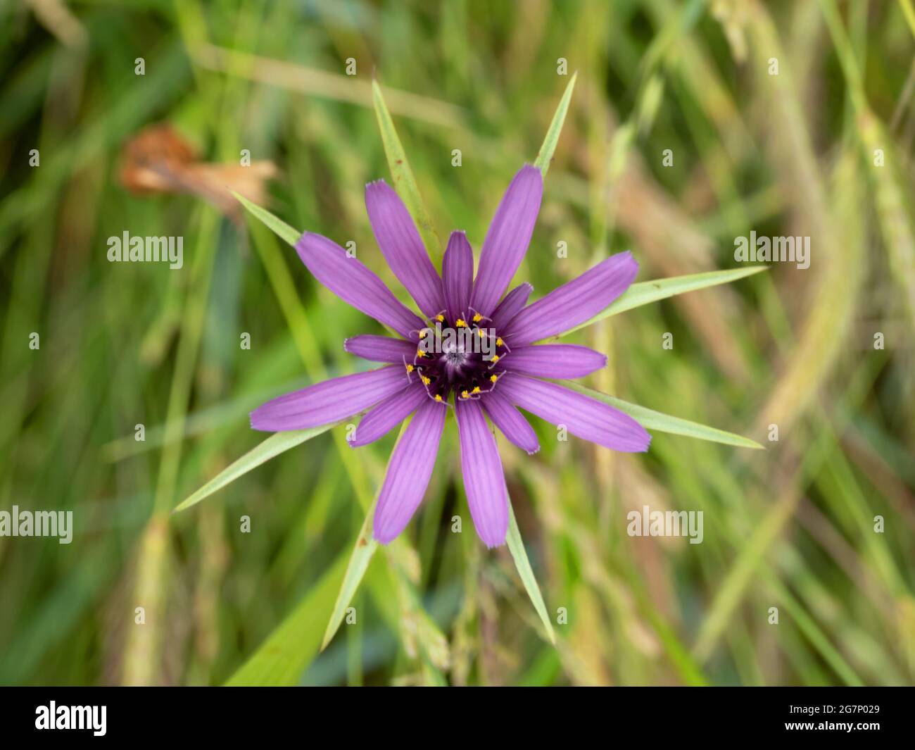 Tragopogon porrifolius known as purple or common salsify, oyster plant, vegetable oyster, Jerusalem star, Jack go to bed, goatsbeard or simply salsify Stock Photo