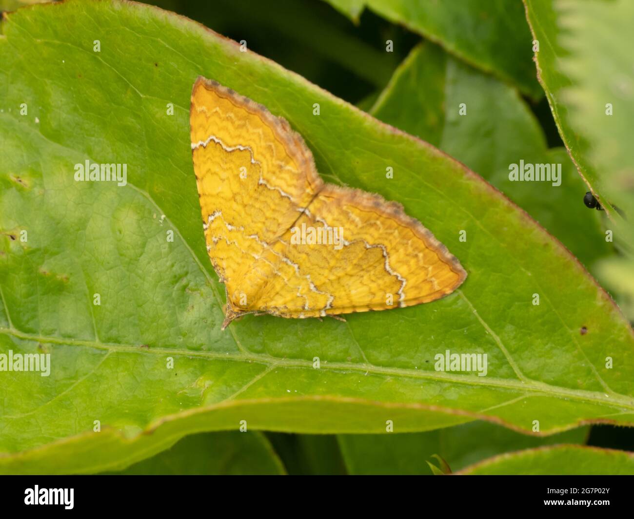 Camptogramma bilineata, the Yellow Shell Moth, resting on a leaf. Stock Photo