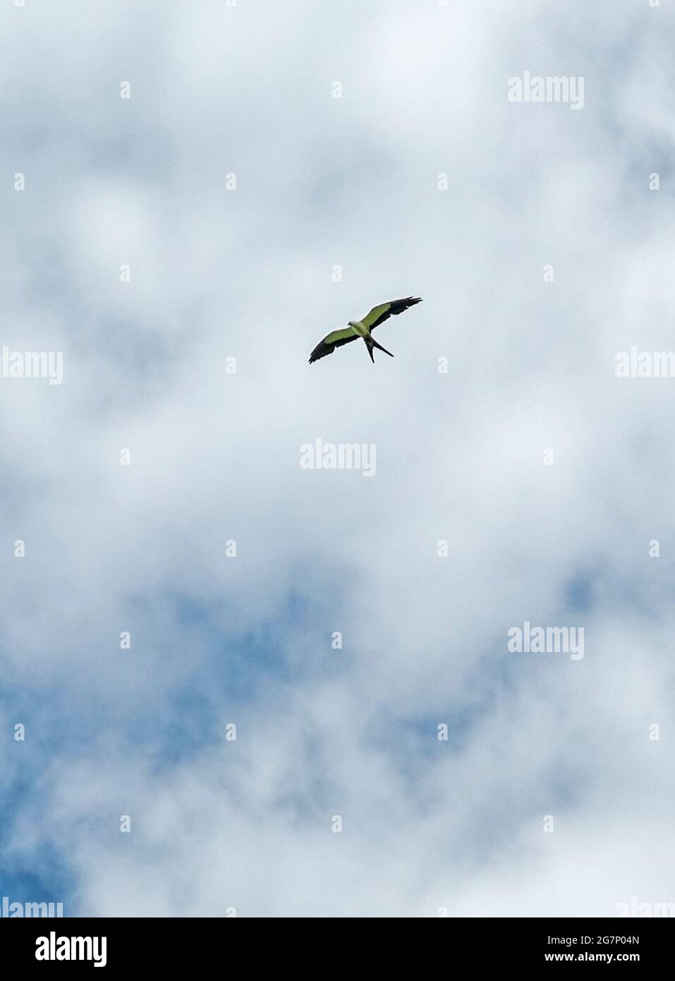 Swallow-tailed Kite bird soaring above Hawthorne Road in Ft. White, Florida. Stock Photo