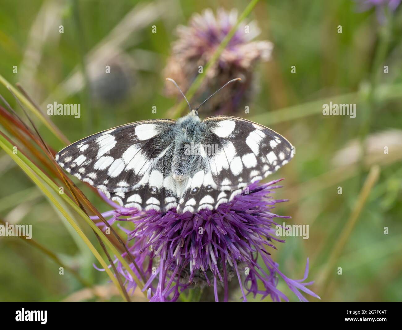 Melanargia galathea, the Marbled White Butterfly perched on a thistle flower. Stock Photo