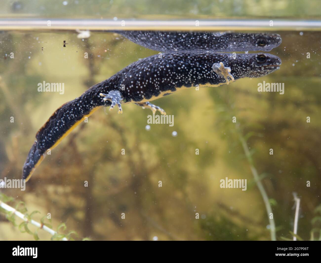 Great Crested Newt also known as the Northern Crested Newt,  or Warty Newt (Triturus cristatus) Stock Photo