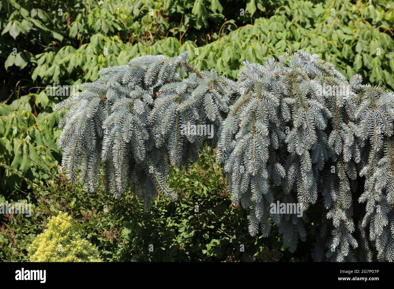 A Weeping Colorado Spruce, Picea Pungens, in a garden in Wisconsin Stock Photo