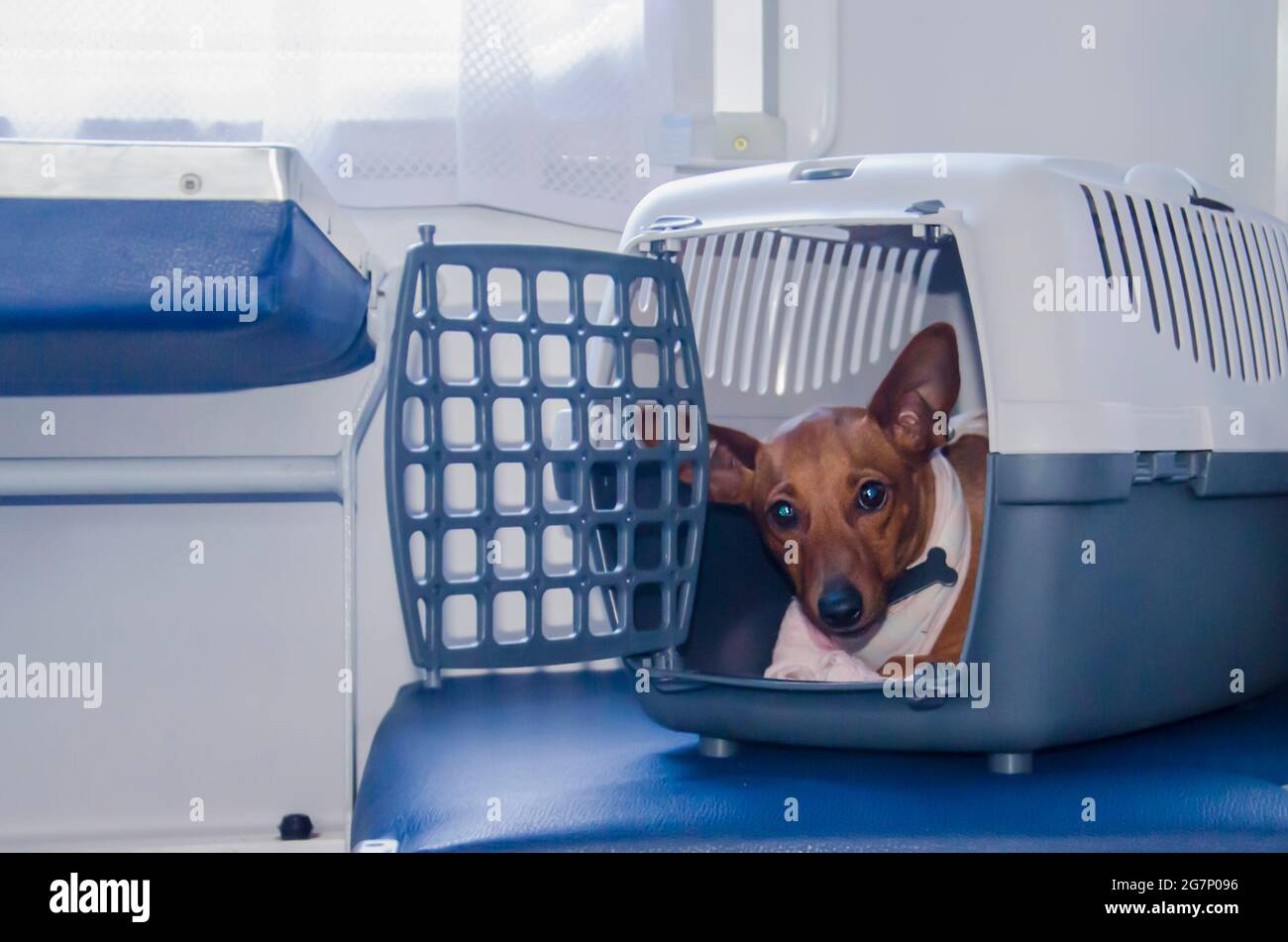 Rules for the transportation of pets. The dog is in a carrier box in transport. Travel with a pet. Stock Photo