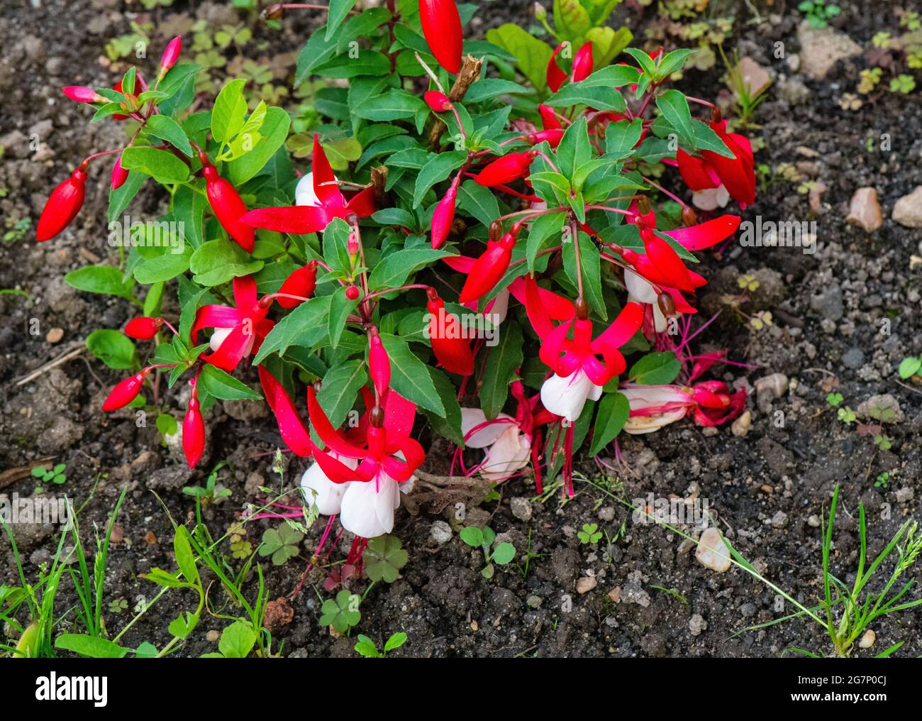 Red and white Fuchsias plant and flower Stock Photo Alamy