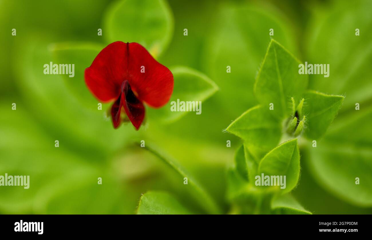 The deep red flowers and seed pod of the asparagus pea Stock Photo