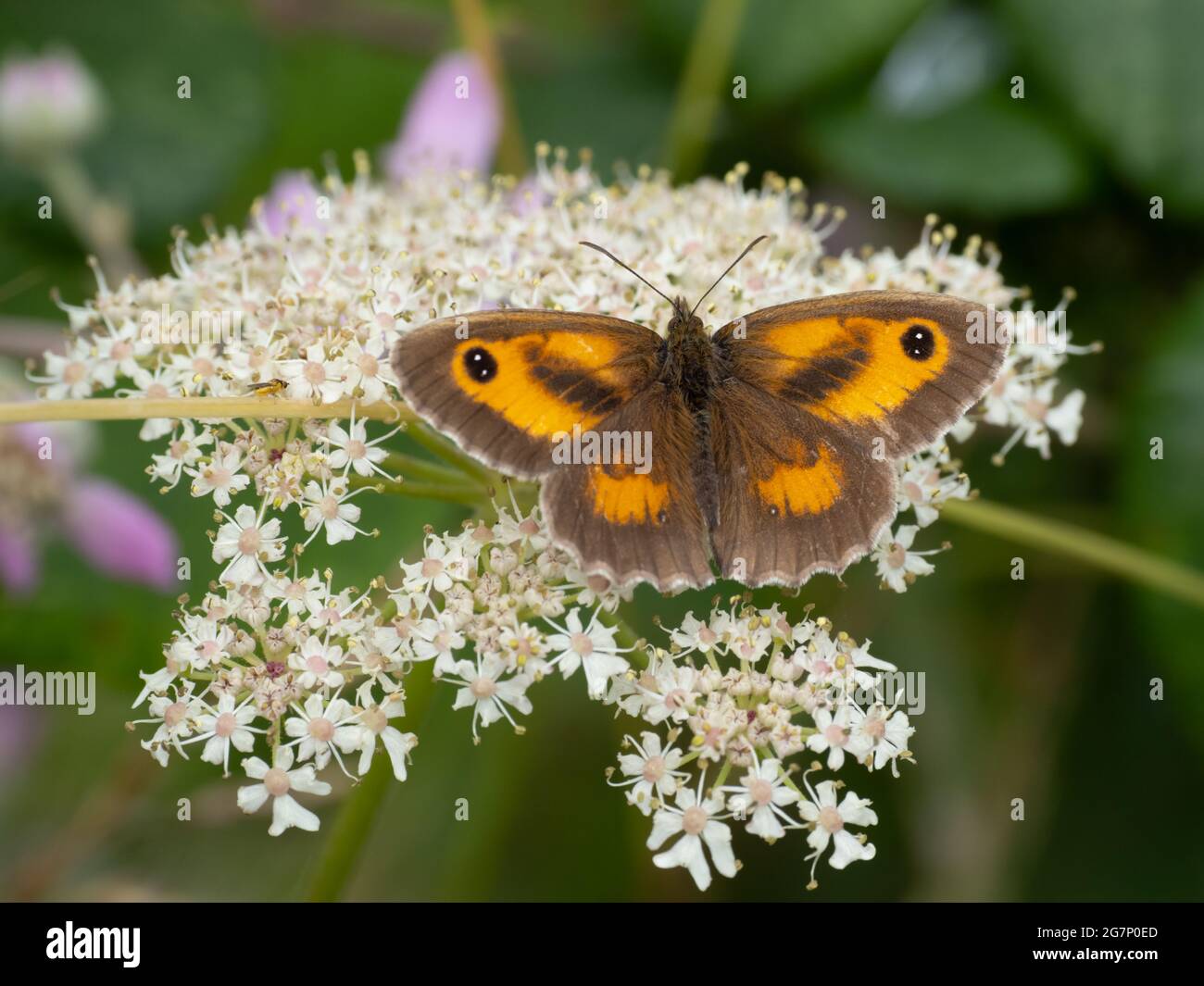 A male Gatekeeper Butterfly also known as the Hedge Brown (Pyronia tithonus), feeding on white flowers. Stock Photo