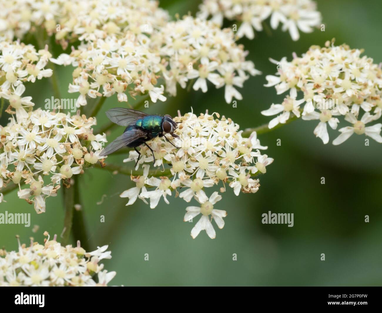 A Common Green Bottle Fly (Lucilia sericata), resting on white flowers. Stock Photo