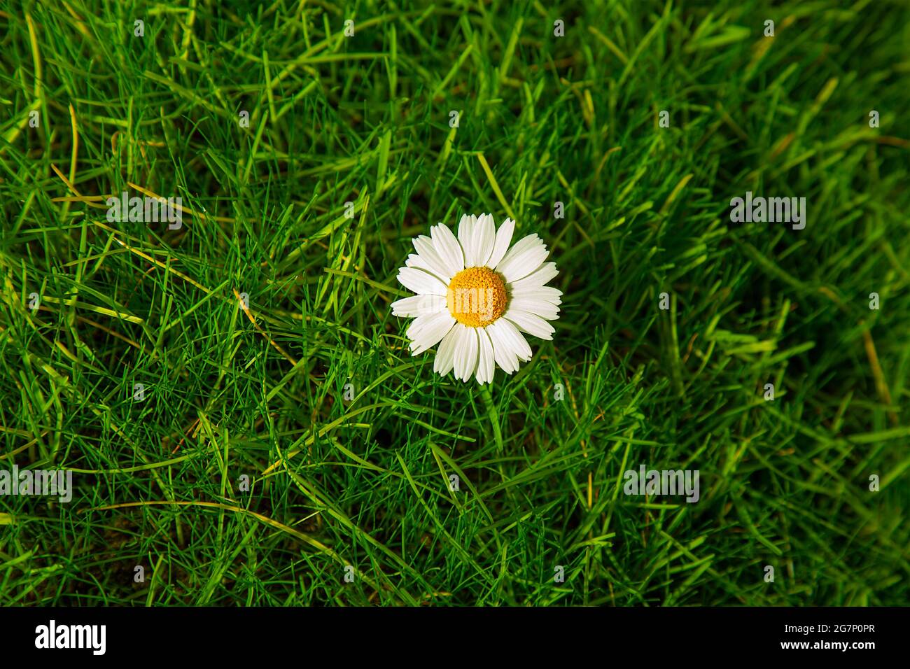 A flower on the grass of the lawn with white chamomile petals. Summer space for copying. Flatlay Stock Photo