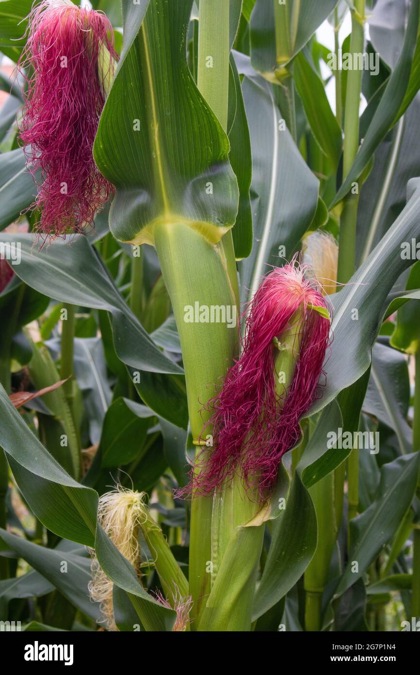 Detail of corn cobs in cornfield with corn silk looking like red hair Stock Photo