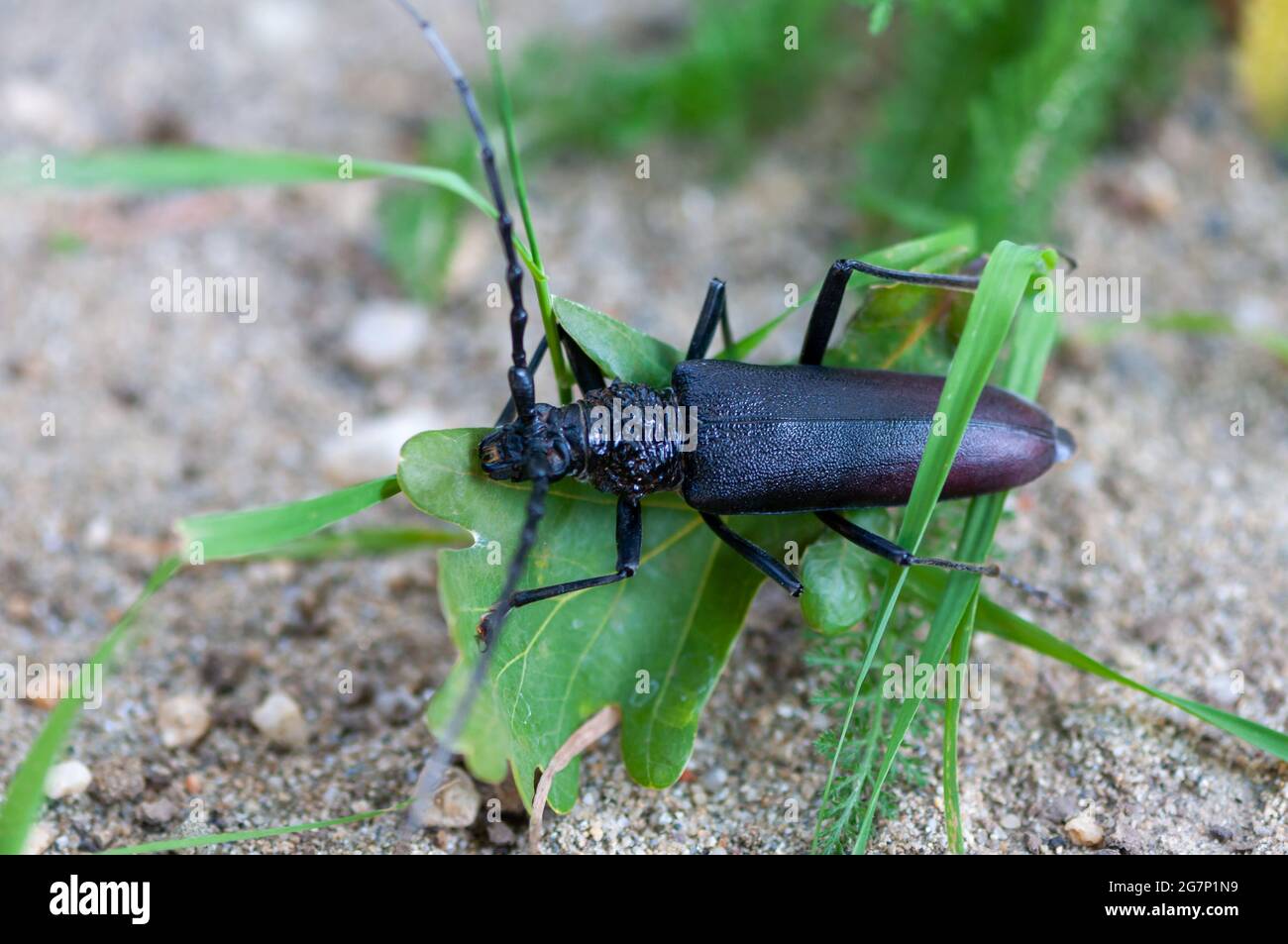 Capricorn Insect Cerambyx species hi-res stock photography and images - Alamy