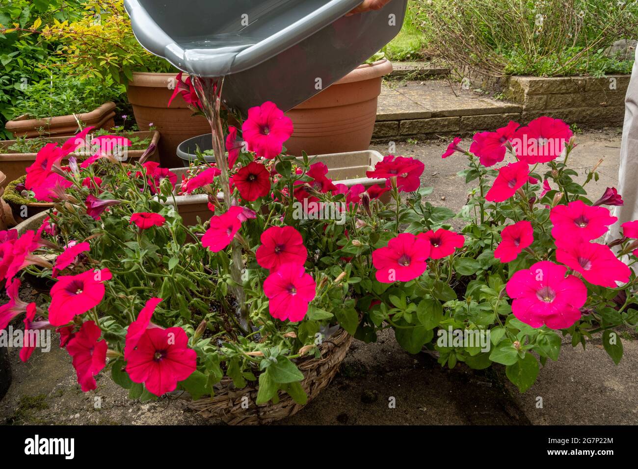 Watering plants in the garden with a bowl of washing-up water to help conserve water during a summer drought, UK Stock Photo