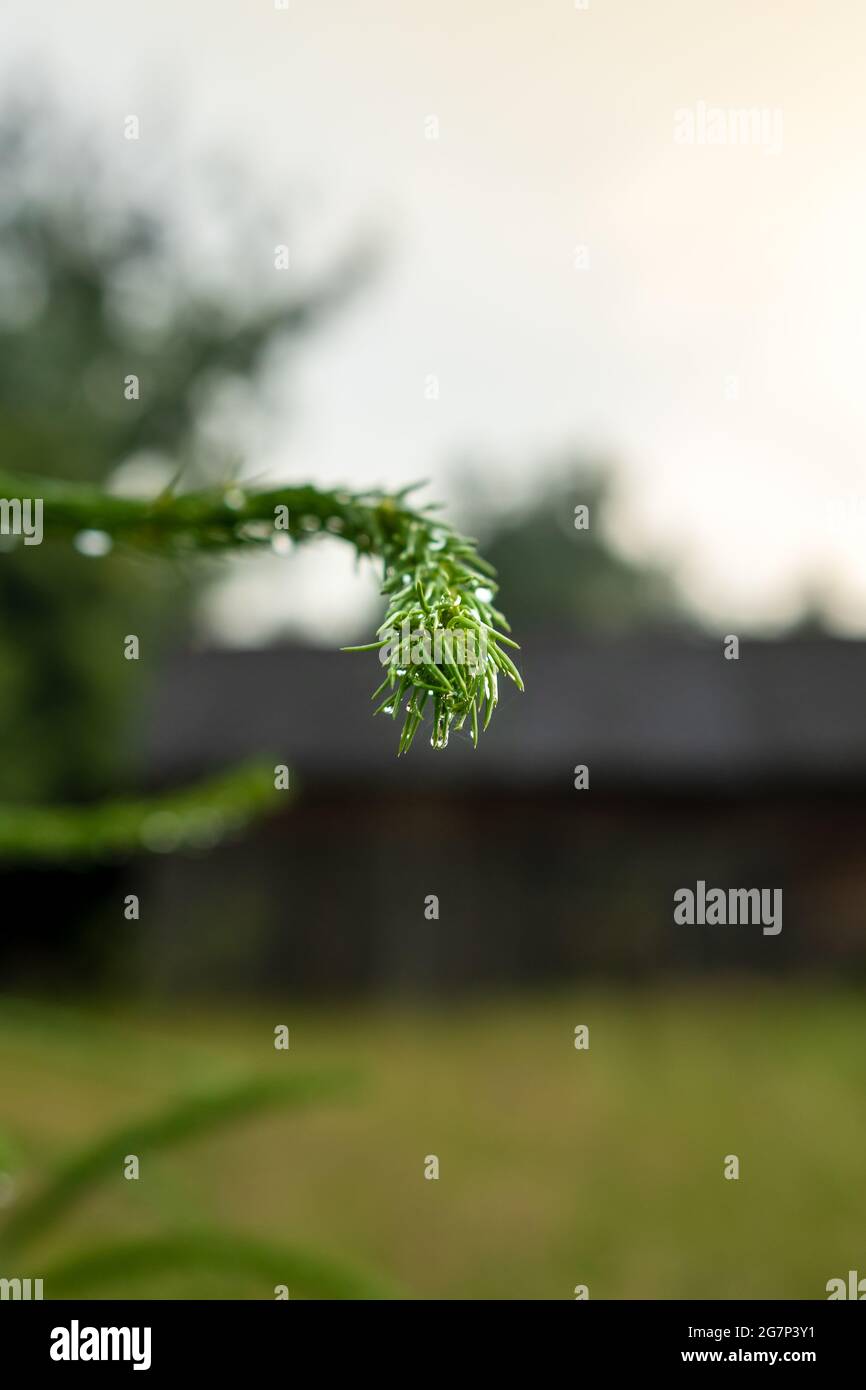 Little, thin branch of spruce tree with conifer needle (close-up), old, wooden barn in the background. Stock Photo