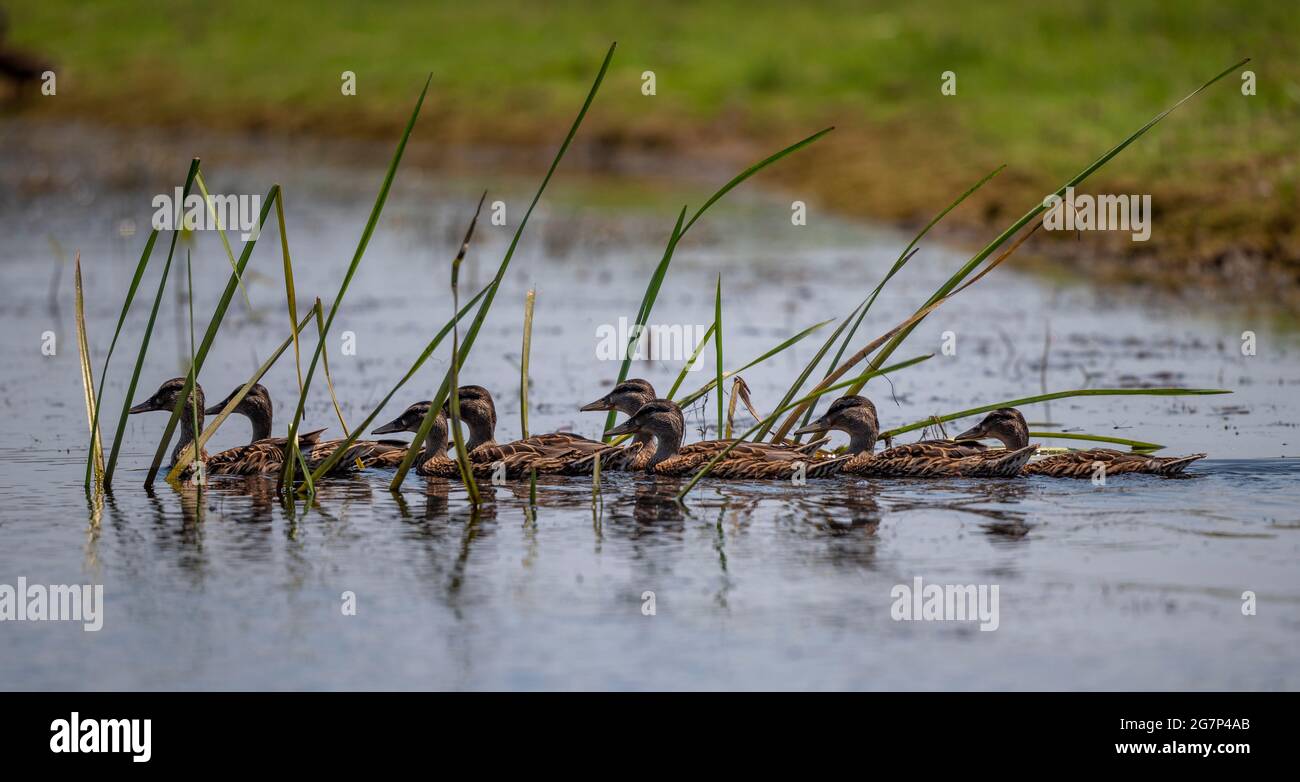 Wildlife Danube Delta Ducks, Danube Delta, Romania [Anas platyrhynchos] Stock Photo