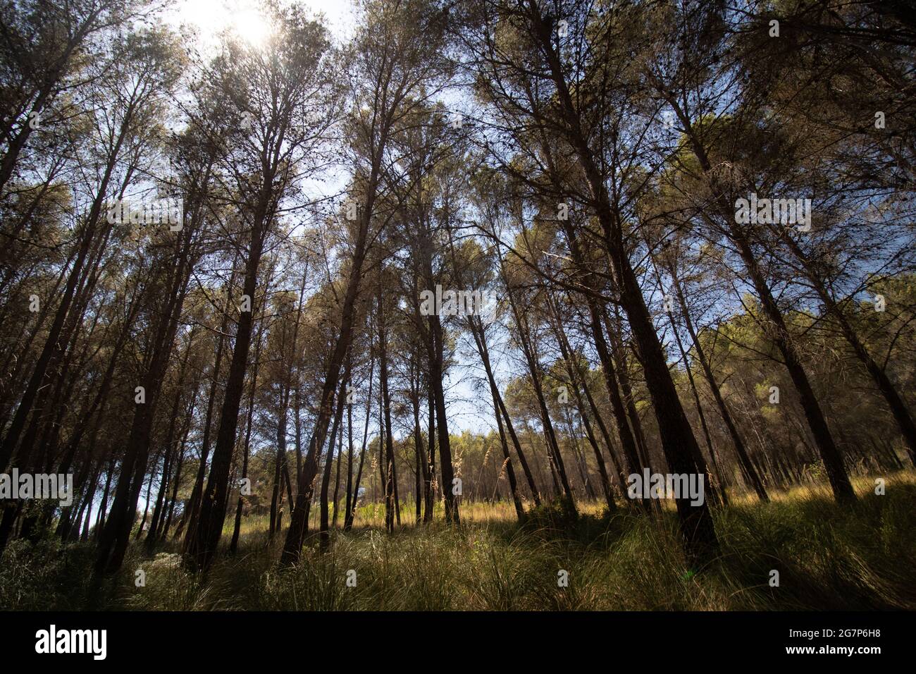 Tree blocking light garden hi-res stock photography and images - Alamy