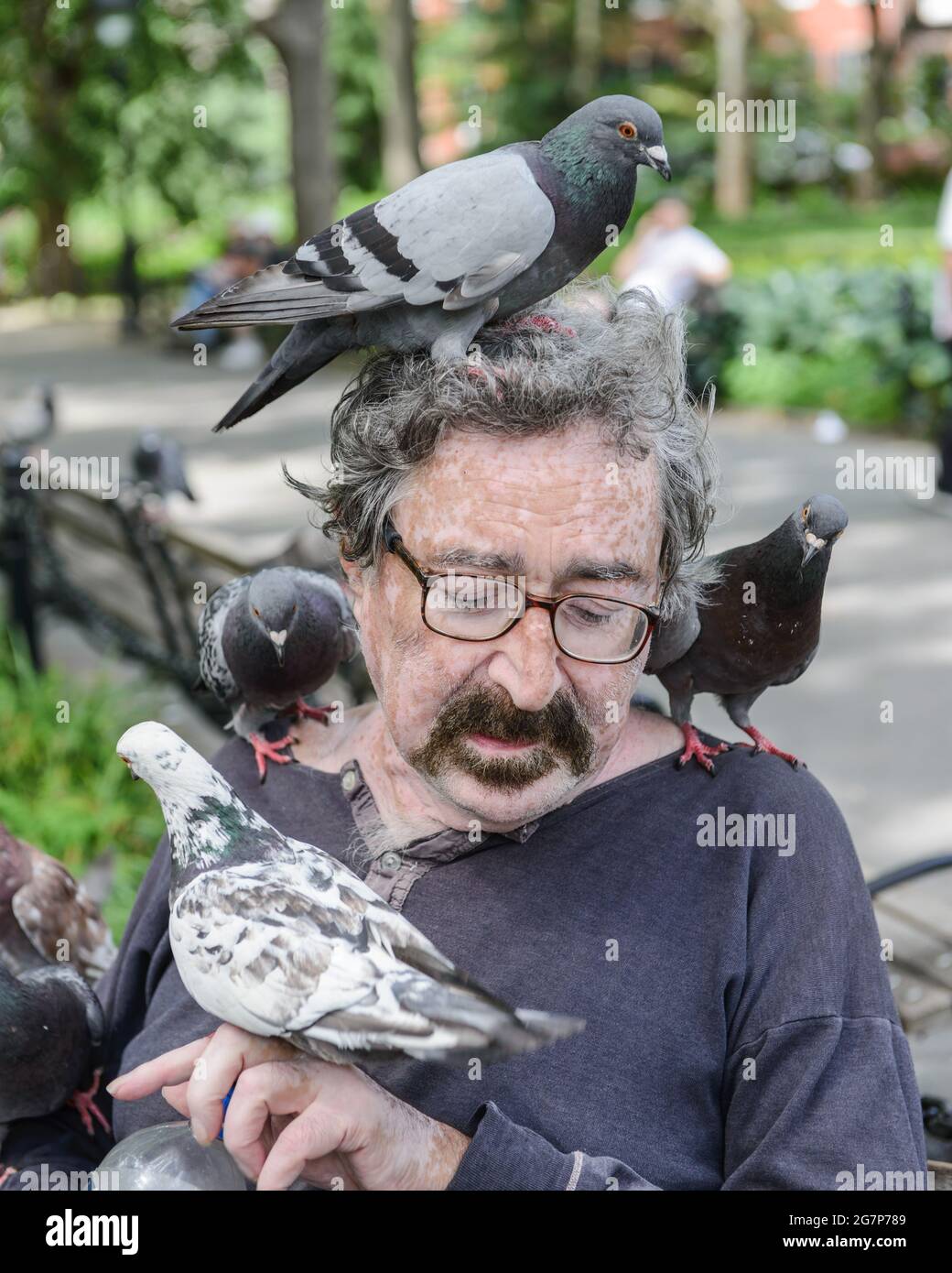 Closeup of one man sitting in Washington Square Park, NYC with several pigeons sitting all over him, including his head. Stock Photo