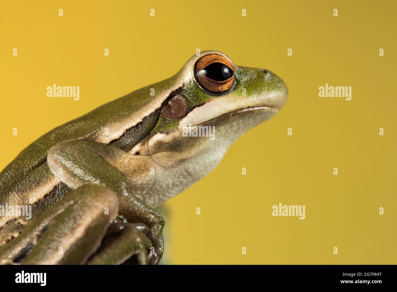 Green frog on green background Stock Photo