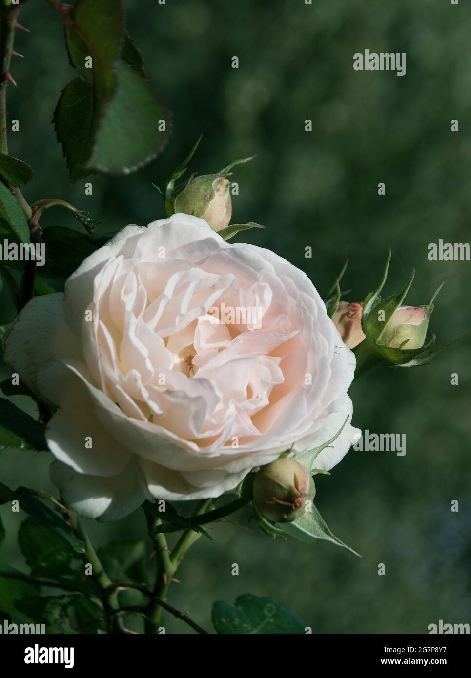 Rosa 'Fragrant  Memories' a deciduous, upright, hybrid tea type rose bush. It has green leaves and fragrant, cupped,flowers, normally ivory. Stock Photo