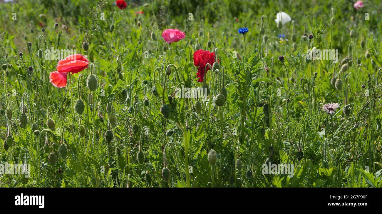 Pictorial Meadow Stock Photo