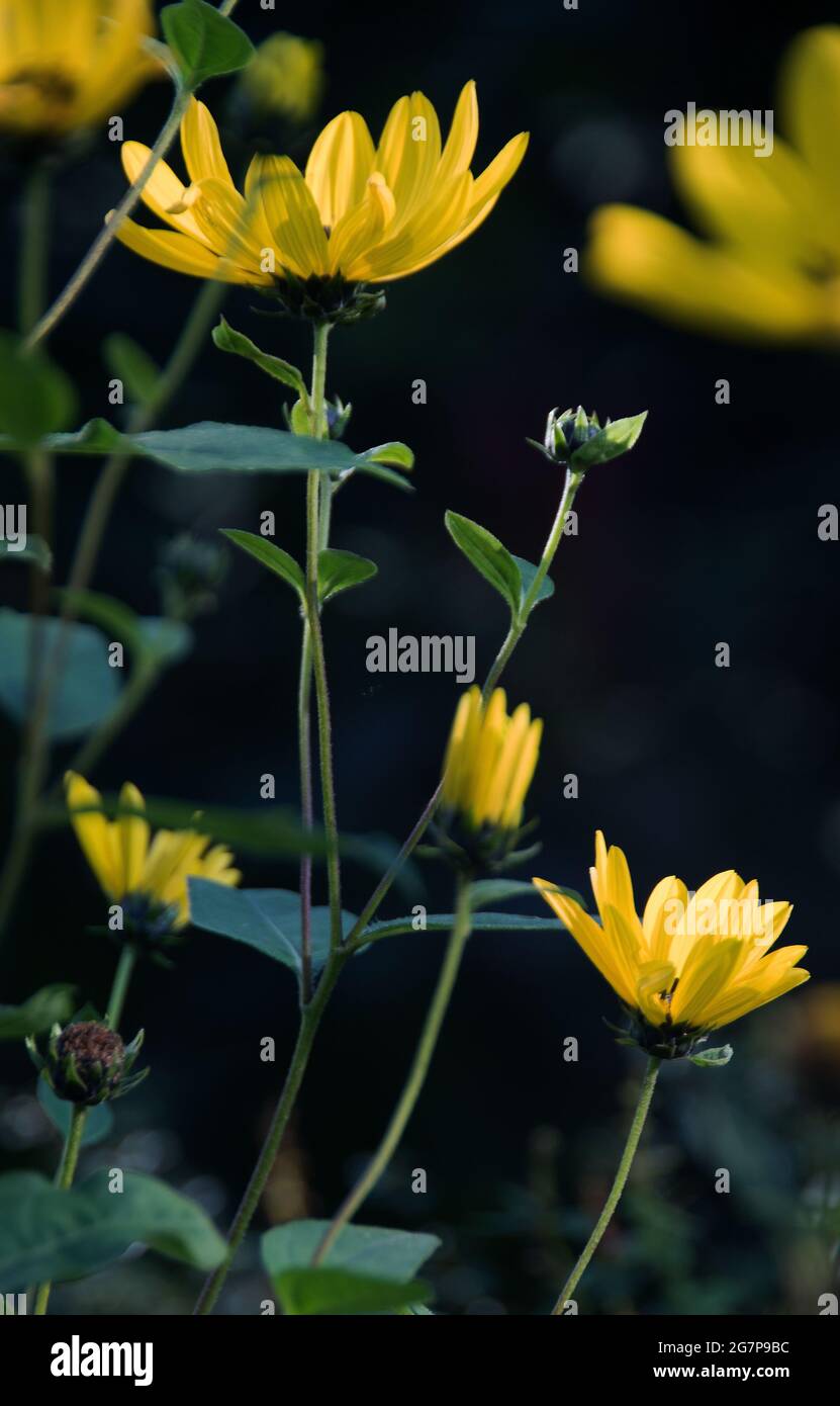 The Jerusalem artichoke, Helianthus tuberosus, is a perennial sunflower