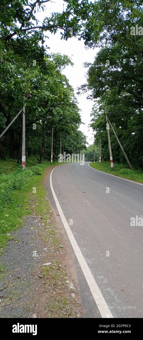 Vertical shot of a road passing through the high green trees Stock ...